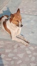 This image is sitting a local dog. This dogs colour is white and yellow -black hair. Very sweet seen in sitting position.