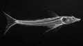 Black and White Skeleton Fish Royalty Free Stock Photo