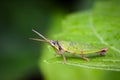 Image of Slant-faced or Gaudy Grasshopper on nature background. Royalty Free Stock Photo