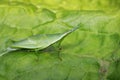 Image of Slant-faced or Gaudy Grasshopper on nature background. Royalty Free Stock Photo