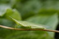 Image of Slant-faced or Gaudy grasshopper on nature background. Royalty Free Stock Photo