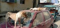 It is an image of sleeping Indian dog on the car