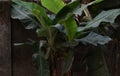 This is an image of small banana tree in india .