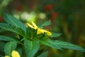 Image of Small Branded Swift feeding nectar from yellow alder flower Royalty Free Stock Photo