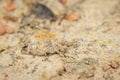 Image of a small brown cricket on the ground. Insect. Animal Royalty Free Stock Photo