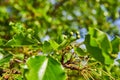 Small budding tree plant summer spring green background asset under blue sky Royalty Free Stock Photo