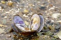 Image of a small clam with its shell open, revealing one small pearl inside