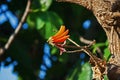 SMALL CLUSTER OF RED CORAL TREE FLOWERS PETALS