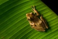 Image of small frog Royalty Free Stock Photo