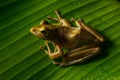 Image of small frog Royalty Free Stock Photo