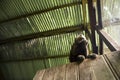 Image of a small monkey from Peruvian jungle. Royalty Free Stock Photo