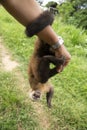 Image of a small monkey from Peruvian jungle. Royalty Free Stock Photo
