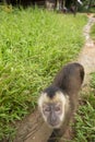 Image of a small monkey from Peruvian jungle. Royalty Free Stock Photo
