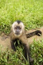 Image of a small monkey from Peruvian jungle. Royalty Free Stock Photo