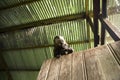 Image of a small monkey from Peruvian jungle. Royalty Free Stock Photo