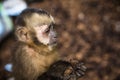Image of a small monkey from Peruvian jungle. Royalty Free Stock Photo