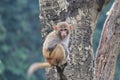 This is an image of a small monkey on the tree Royalty Free Stock Photo