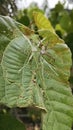 small orb weaver spider resting on the macarange gigantea leaves. Royalty Free Stock Photo