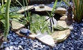 Image of a small pond with two turtles and several plants. Royalty Free Stock Photo