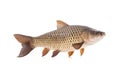 Image of small scale mud carp on a clean background. Fish. illustration. Generative AI Royalty Free Stock Photo