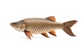 Image of small scale mud carp on a clean background. Fish. illustration. Generative AI Royalty Free Stock Photo