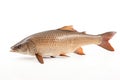 Image of small scale mud carp on a clean background. Fish. illustration. Generative AI Royalty Free Stock Photo