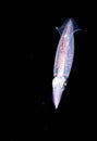 Image of small squid taken at night. Royalty Free Stock Photo
