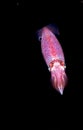 Image of small squid taken at night. Royalty Free Stock Photo