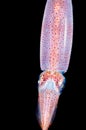 Image of small squid taken at night. Royalty Free Stock Photo