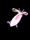 Image of small squid taken at night. Royalty Free Stock Photo