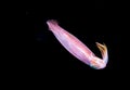 Image of small squid taken at night. Royalty Free Stock Photo