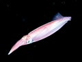 Image of small squid taken at night. Royalty Free Stock Photo