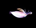 Image of small squid taken at night. Royalty Free Stock Photo