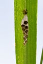 Image of a small wasp`s nest. Insect. Royalty Free Stock Photo