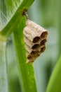 Image of a small wasp`s nest. Insect. Royalty Free Stock Photo