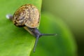 Image of snail on a green leaf. Insect. Royalty Free Stock Photo