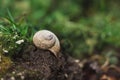 Image - Snail shell on the soil in forest with greenery on background on sunset with grass on background. Close up photo of Helix Royalty Free Stock Photo