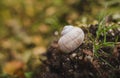 Image - Snail shell on the soil in forest with greenery on background on sunset with grass on background.  Close up photo of Helix Royalty Free Stock Photo