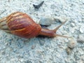 An image of snail walking on cement