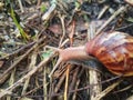 An image of snail walking on dry grass