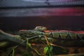 Image of a snake python placed on a branch