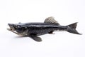 Image of snakehead fish isolated on white background. Animal., Fishs., Food Royalty Free Stock Photo