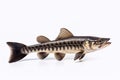 Image of snakehead fish isolated on white background. Animal., Fishs., Food Royalty Free Stock Photo