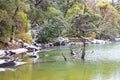 Clean Unpolluted Water of Deoria or Deoriya Tal Lake & Snow Covered Green Trees - Winter Landscape in Himalaya, Uttarakhand, India Royalty Free Stock Photo