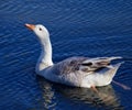 Image with the Snow goose drinking water Royalty Free Stock Photo