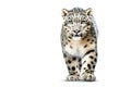 Image of snow leopard (Panthera uncia) on white background. Mammals. Wildlife Animals. Illustration, Generative AI