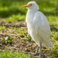 Image of a Snowy Egret bird with a green background