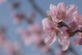 Soft pink peach blossoms on light blue bokeh background Royalty Free Stock Photo