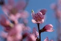 Soft pink peach blossoms on light blue bokeh background Royalty Free Stock Photo