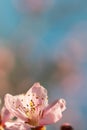 Soft pink peach blossoms on light blue bokeh background Royalty Free Stock Photo